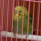 طيور بادجي (طيور الح ب ) للبيع