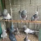 حمام فرنسي سلفر