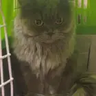 قطه شيرازيه عمر 9 شهور