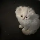 قطة انثى بيرشن للبيع
