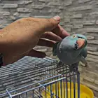 زوج درة هولندي وهندي الأنثى متكلمة