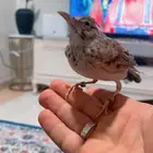 قوبع -قنبر -قبره الفه
