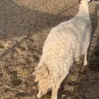 شاه حائل كفوا