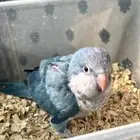 فرخ كويكر ازرق