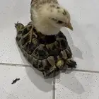 كتكوت و سلحفاة