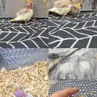 فرخ كروان لاتينو