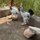 دجاج ابرهما
