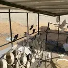 حمام فرنسي وزاجل