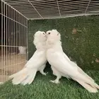 حمام للبيع