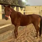 فرس واهو فرنسي