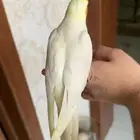 كروان اليف نهاية غر