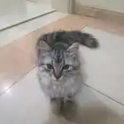قط على السوم