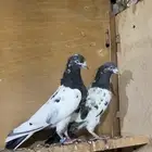 حمام