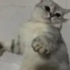 قطوه