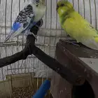 عصافير باجي للبيع