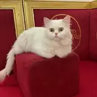 قطوه للتبني