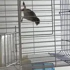 ياسمين بيور