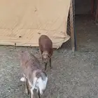 سواكن ثلاجه