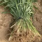شتلات بونيكام أمريكي