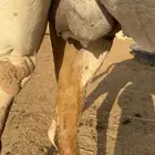 لقحه ملاقي