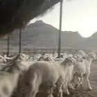 طليان حري ذبايح