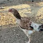 دجاج باكستاني وبراهما