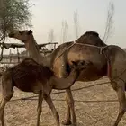 خلفه الي يدور حليب( تم البيع )