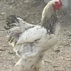 ديك براهما كولمبي اصل