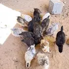 البيع صيصان مشكل عمر 2 سبوع ونص موقع قريات رقم