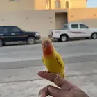 طير روز لاتينو رد فيس هدد داخلي وخارجي