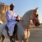 حصان بيور مصري لامانع من البدل المناسب