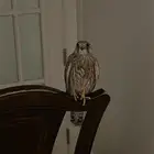 شبوط مطلوبب