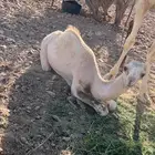 للبيع قعود حر فيه 3 من ازمول