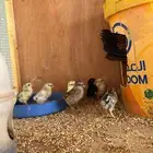 دجاجه مفرخه عليها 9 فروخ