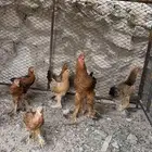 دجاج براهما