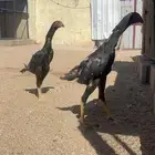 فروخ شامو ألماني هزاز