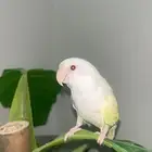 روز أليف