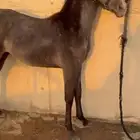 مهره عربيه شعبيه طيبه جدا