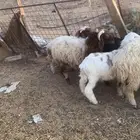 خرفان نعيم