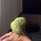 ببغاء الدره