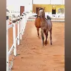 مهر العمر سنه ونص حد 2500 ورق