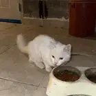 قط مفقود في حي فيصل 1