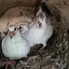 فروخ حمام للبيع فرنسي سلفر زاجل