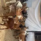 تيوس وعنقان حص