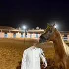 حصان واهو ابن الابطال