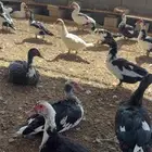 بط مسكوفي للبيع