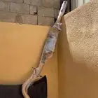 كت كامل سييرا