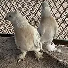 زوج حمام تركي ثلجي