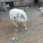 فحل ثني مشروط