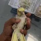اعرض لكم كروان